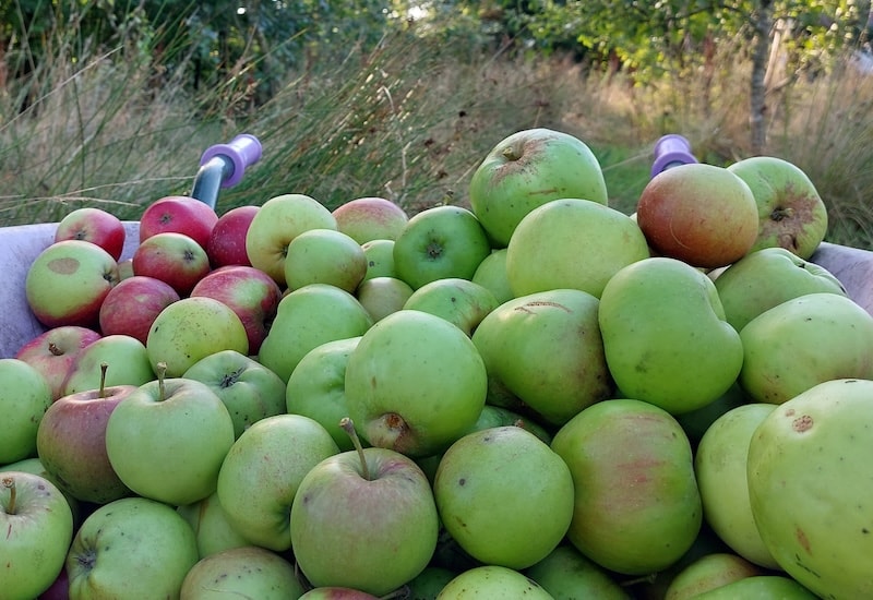 A row of fast-growing damson trees shields Kim’s apples from the elements