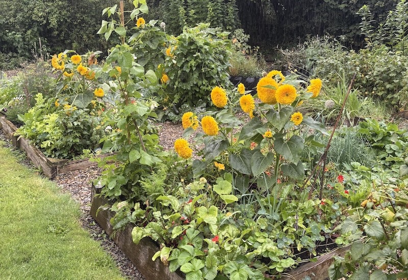 Mixed planting is good for natural pest control
