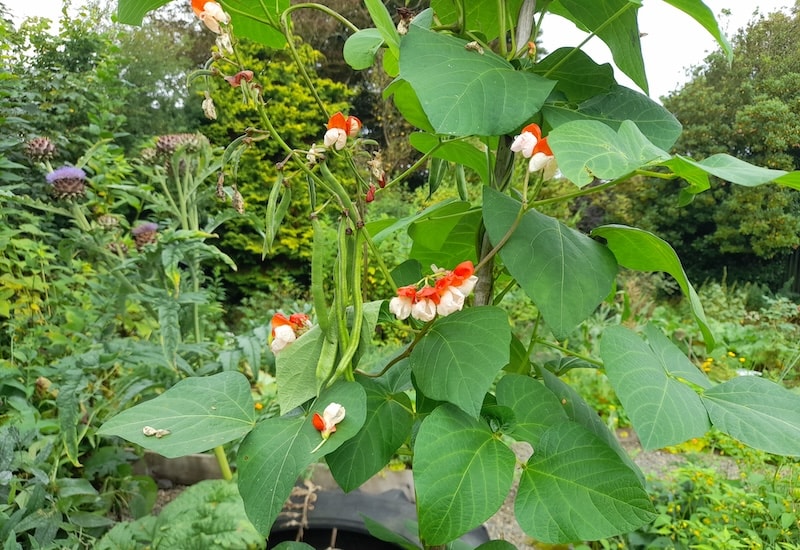 Runner beans growing in a mixed garden