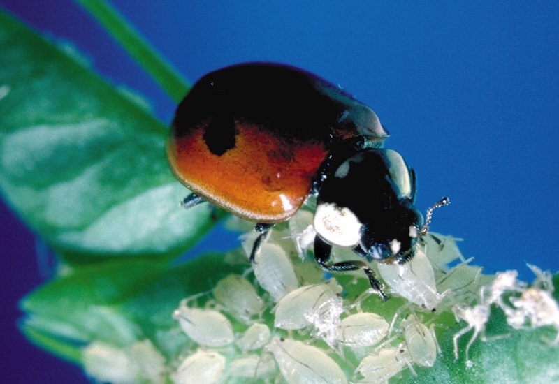 Ladybirds from Suttons