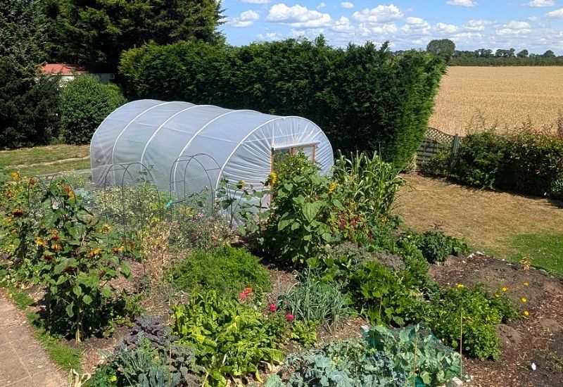 Polytunnel greenhouse in allotment garden surrounded by sunflowers, vegetables, and flowers with countryside field in background.