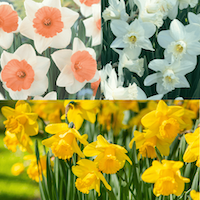 Daffodil 'Giant Mix' from Suttons