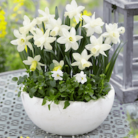Daffodil 'Ice Baby' from Suttons