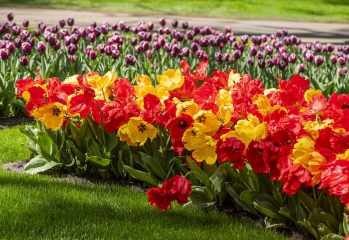 tulip-giant-phoenix-mix-suttons.jpg