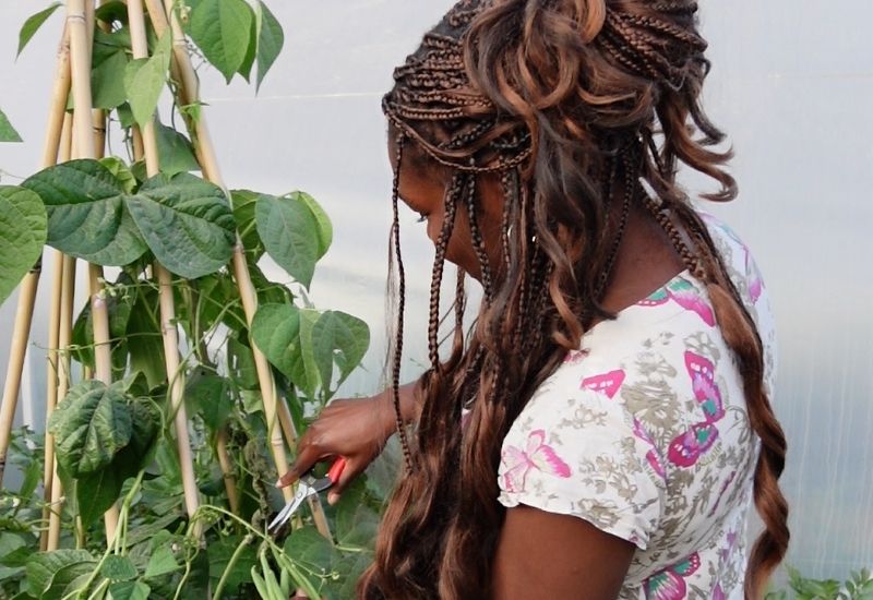 Woman with braided hair pruning runner bean plants on a bamboo trellis inside a polytunnel greenhouse.