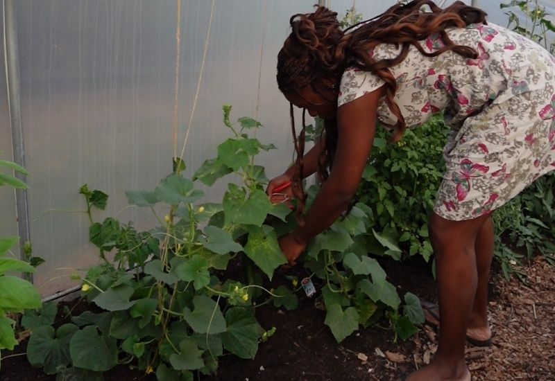 Woman pruning cucumber vine plants inside a polytunnel greenhouse, wearing a floral dress.