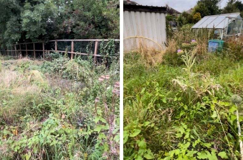 Overgrown allotment plot before clearing, with weeds, a shed, and a greenhouse.