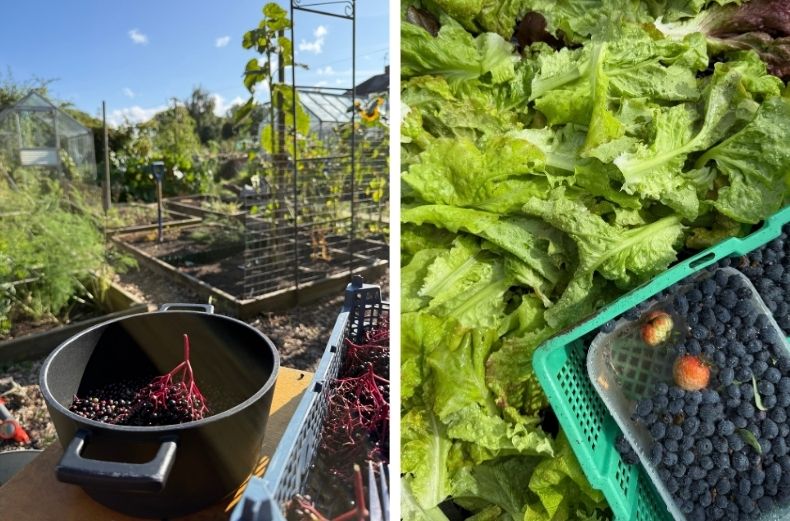 "Freshly picked elderberries and blueberries with lettuce leaves at an allotment garden.