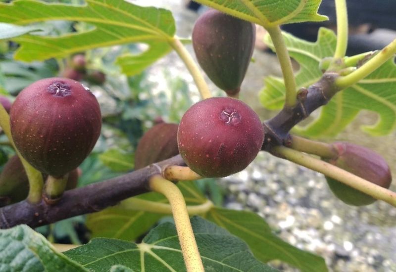 Close-up of ripe purple figs growing on a fig tree branch.