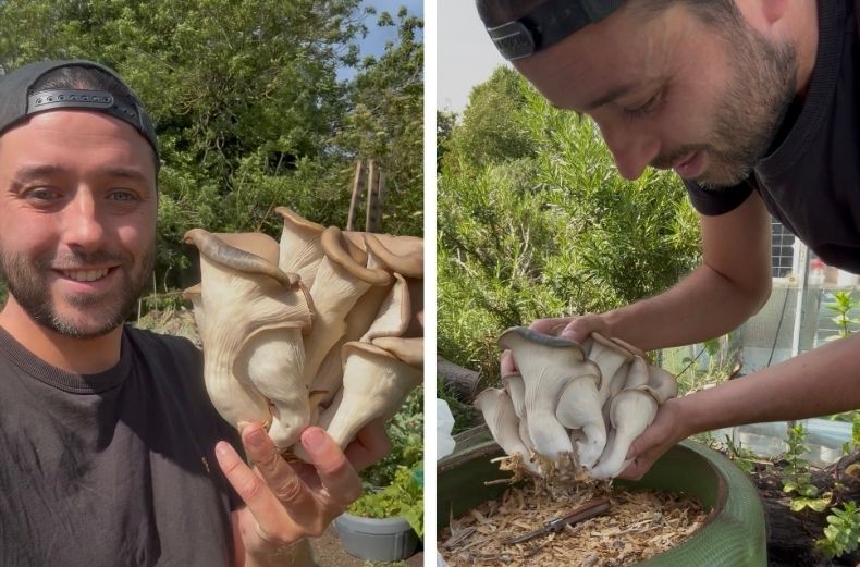 Man holding a large cluster of oyster mushrooms grown at home in a garden.