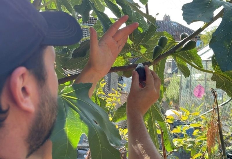 Man picking a ripe fig from a fig tree in a sunny garden.