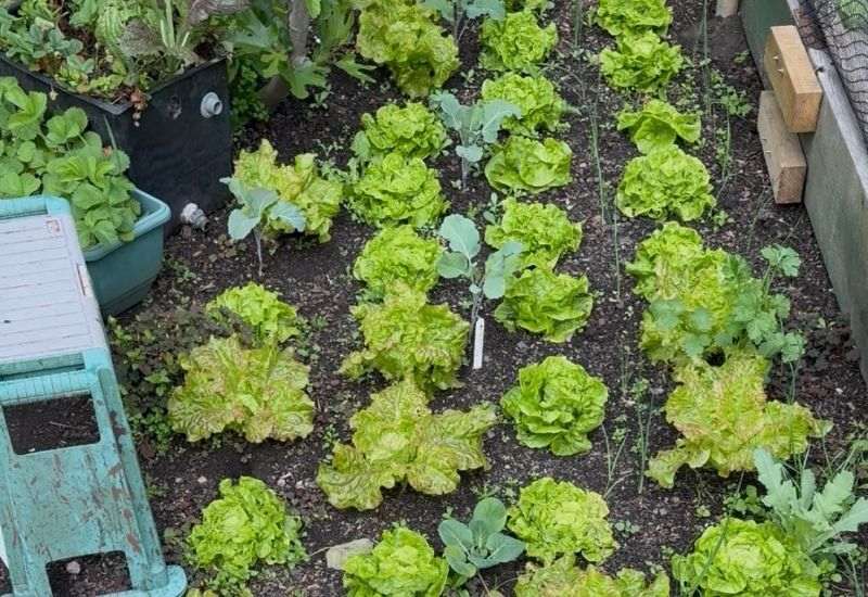 Rows of leafy green lettuces growing in a raised vegetable garden bed.