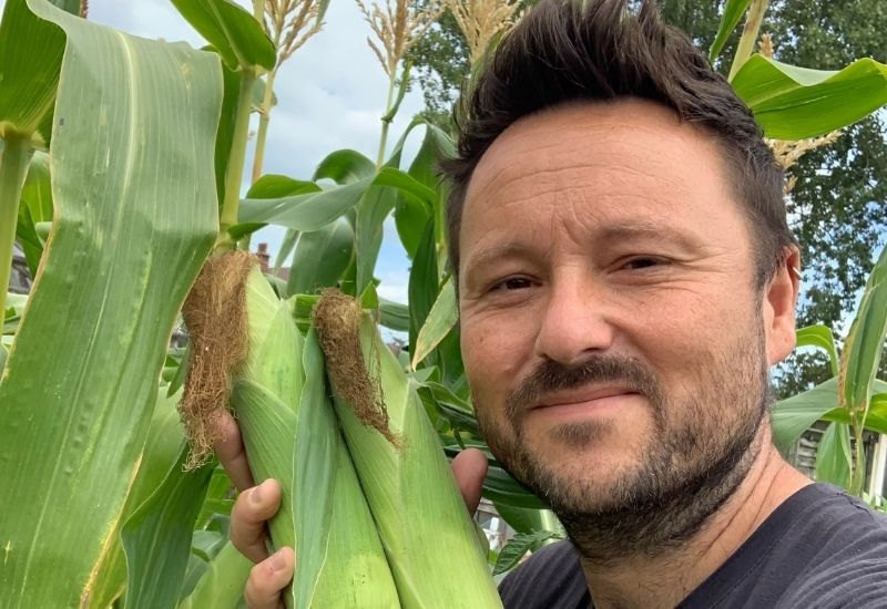 Smiling man holding three freshly picked ears of sweetcorn with brown silks in a garden surrounded by tall corn plants.