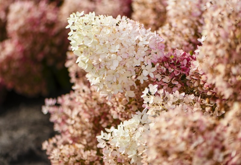 Hydrangea ‘Groundbreaker Blush’ from Suttons