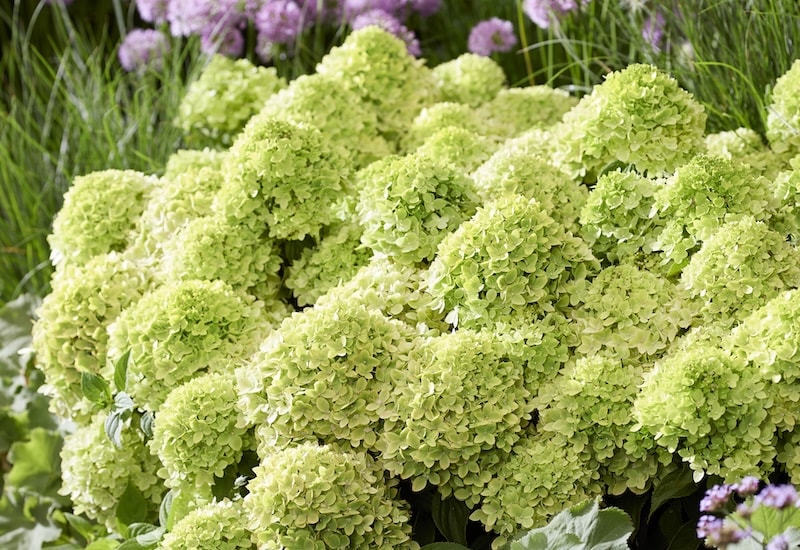 Hydrangea ‘Groundbreaker Greeny’ from Suttons