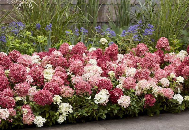 Hydrangea ‘Groundbreaker Ruby’ from Suttons