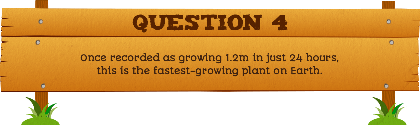 Plantless Quiz - Question Four