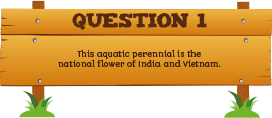 Plantless Quiz - Question One