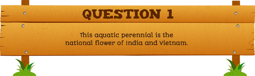 Plantless Quiz - Question One