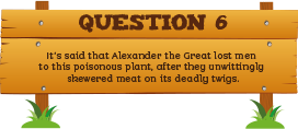 Plantless Quiz - Question Six