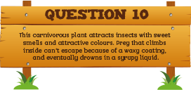 Plantless Quiz - Question Ten