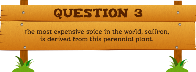 Plantless Quiz - Question Three