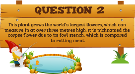 Plantless Quiz - Question Two